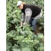 CAULIFLOWER LARGE Size Each LEVIN Grown
